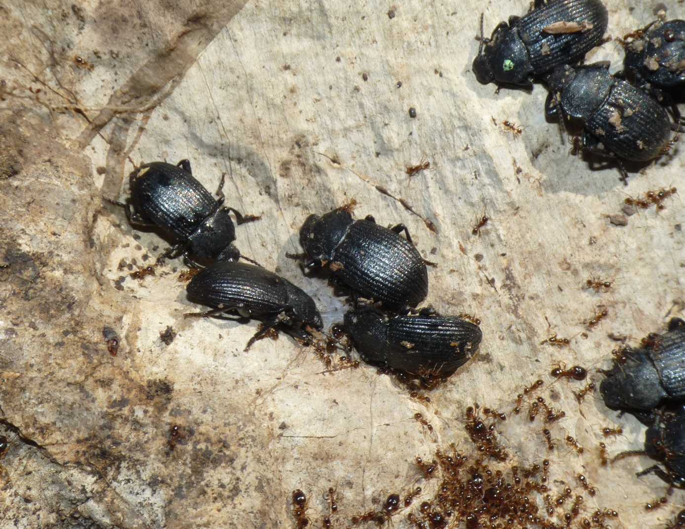 Pheidole sp. di colore scuro